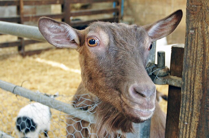 Goat at Mabie Farm Park