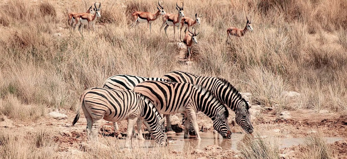 Observa la Vida Salvaje en el Parque Nacional Etosha