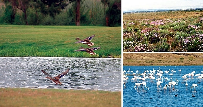 Ruta de avistamiento de aves en Lagoa dos Salgados