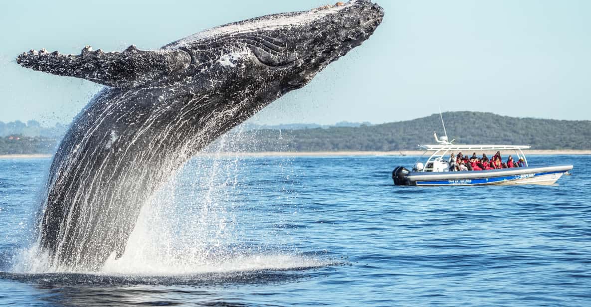 Byron Bay: Tour de Avistamiento de Ballenas Con Un Biólogo Marino ...