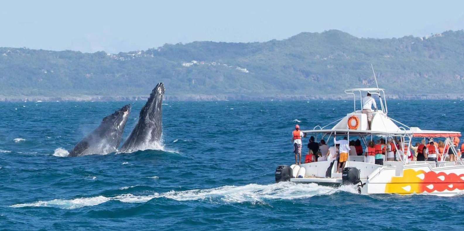 Samaná: Experiencia de observación de ballenas en la Bahía de ...