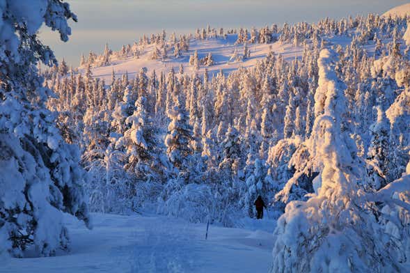 Curso de supervivencia ártica en el Parque Nacional Pyhä-Luosto