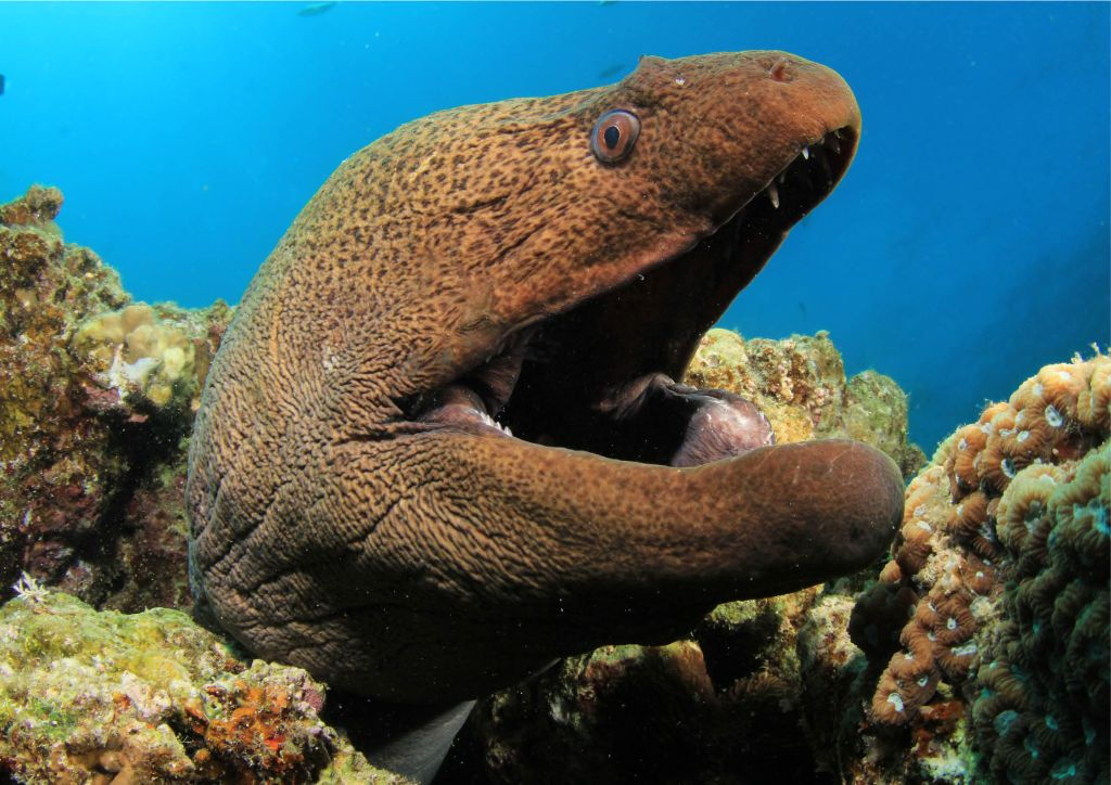 Entradas para Acuario de Cattolica: Entrada de Acceso Rápido 2025 ...