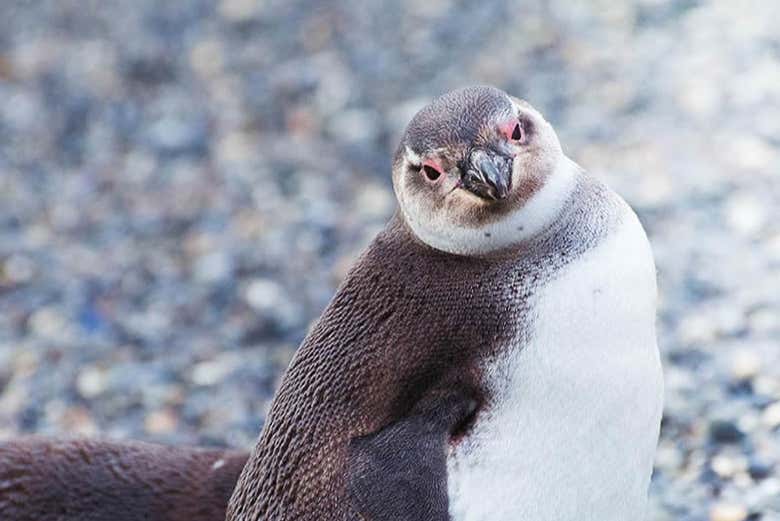 Ruta de la Centolla + Avistamiento de pingüinos en la isla ...