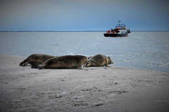Crucero por mar de Frisia + Avistamiento de focas desde Ámsterdam