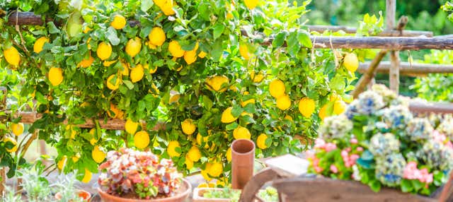 Senderismo por el Camino de los Limones Desde Maiori Hasta Minori