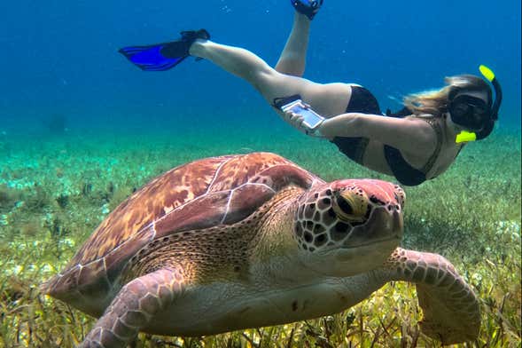Snorkel en el Santuario de Tortugas de Cozumel - Civitatis
