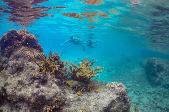 Snorkel en la Bahía de Caracas, Willemstad - Civitatis.com