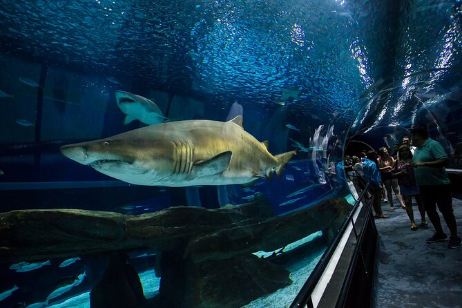 Museo del Mañana de Río de Janeiro, AquaRio y Olympic Boulevard 2025