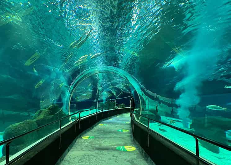 Descubre AquaRio y el Bulevar Olímpico: Vida marina y arte ...