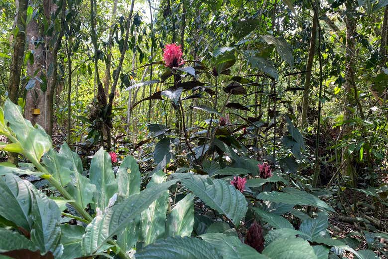 Tour Por El Jardín Botánico de Pereira - Civitatis.com