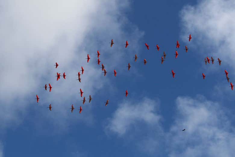Tour privado de avistamiento de ibis escarlatas en Atins