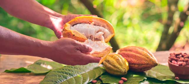 Visita a la Finca de Cacao Vila Rosa Desde Itacaré - Civitatis