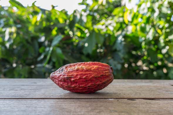 Visita una Finca de Cacao de Ilhéus - Reserva en Civitatis.com