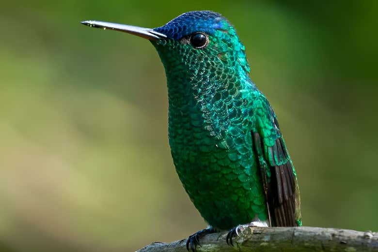Avistamiento de Aves en el Bosque Andino Desde Pitalito