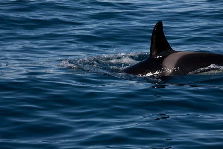 Avistamiento de Ballenas en Isafjordur - Reserva en Civitatis.com