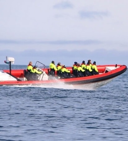 Ballenas en Lancha ráspida en reykjavík - Ballenas en Islandia