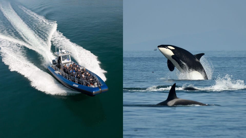 Anacortes: Excursión de Aventura de Avistamiento de Ballenas ...