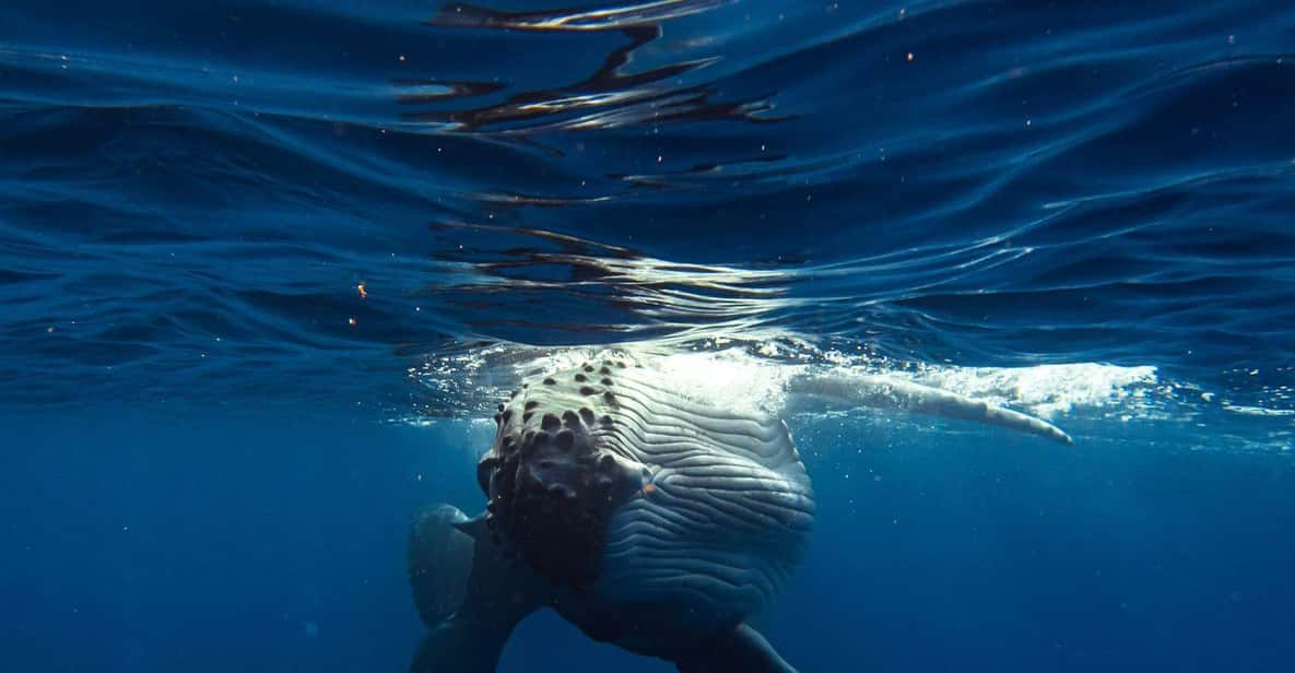 Isla de Tahití: Experiencia de Avistamiento de Ballenas |