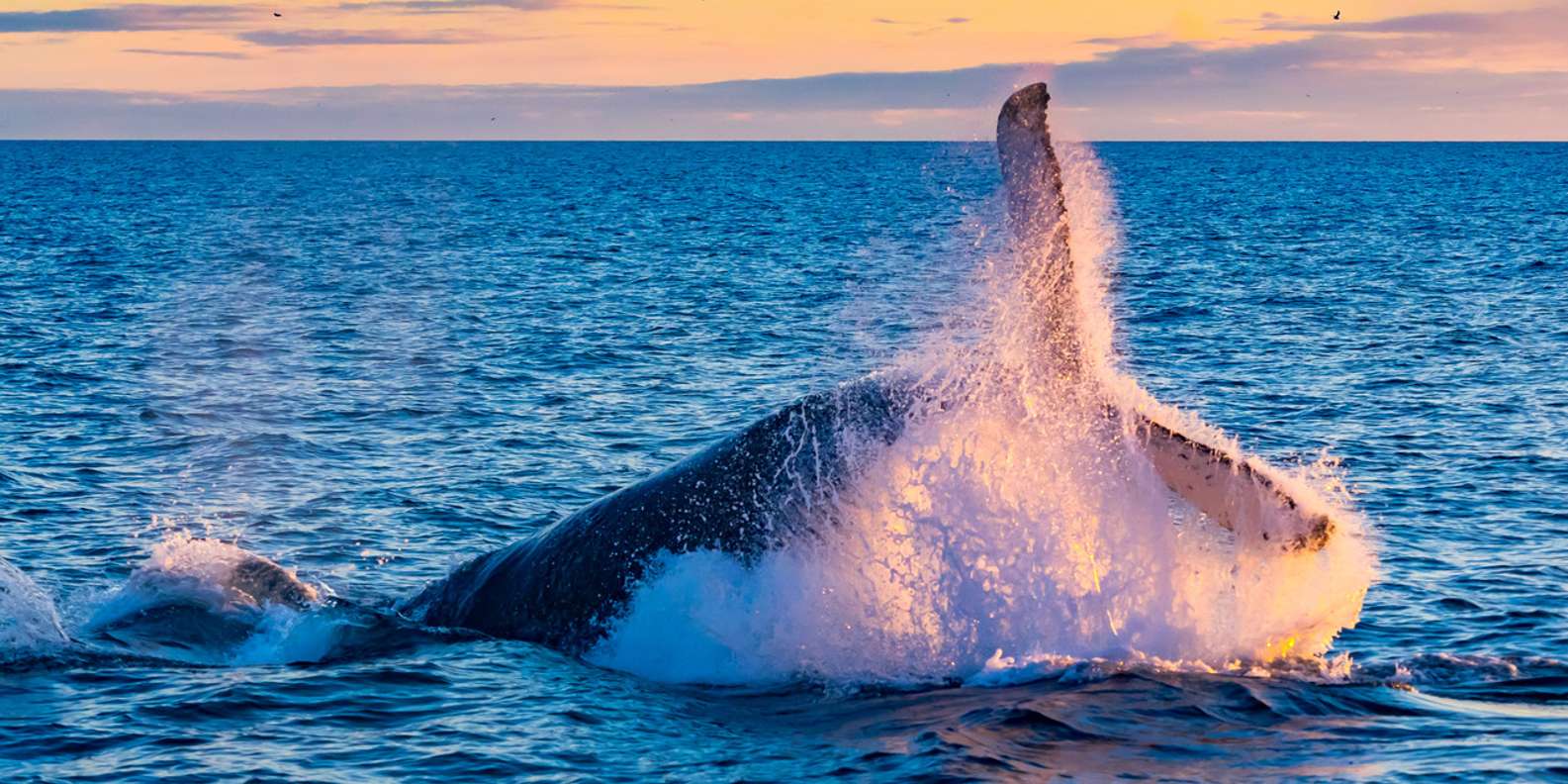 Desde Reikiavik: Excursión de Día completo de Avistamiento de ...