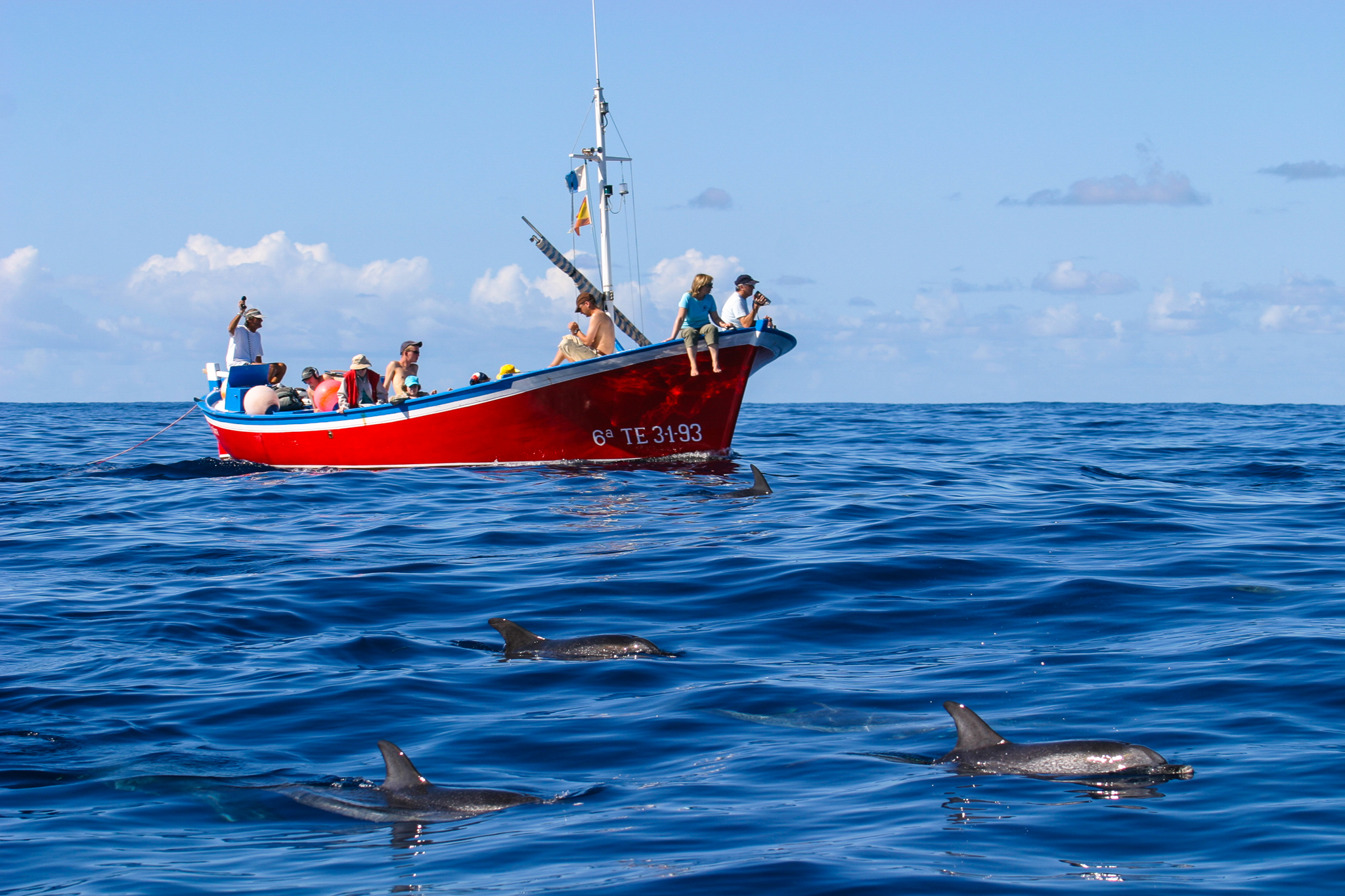 Avistamiento de Cetáceos Respetuoso - Oceano Whale observando la Gomera