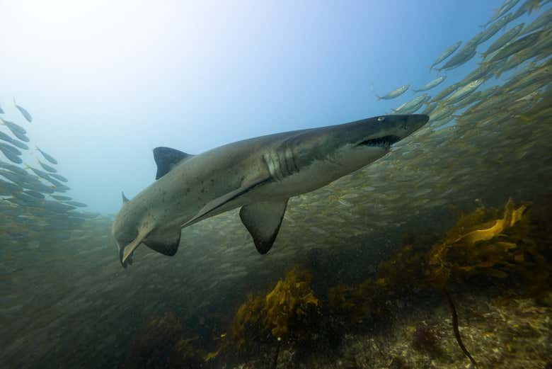 Buceo Con Tiburones en Bushrangers Bay, Sídney - Civitatis.com