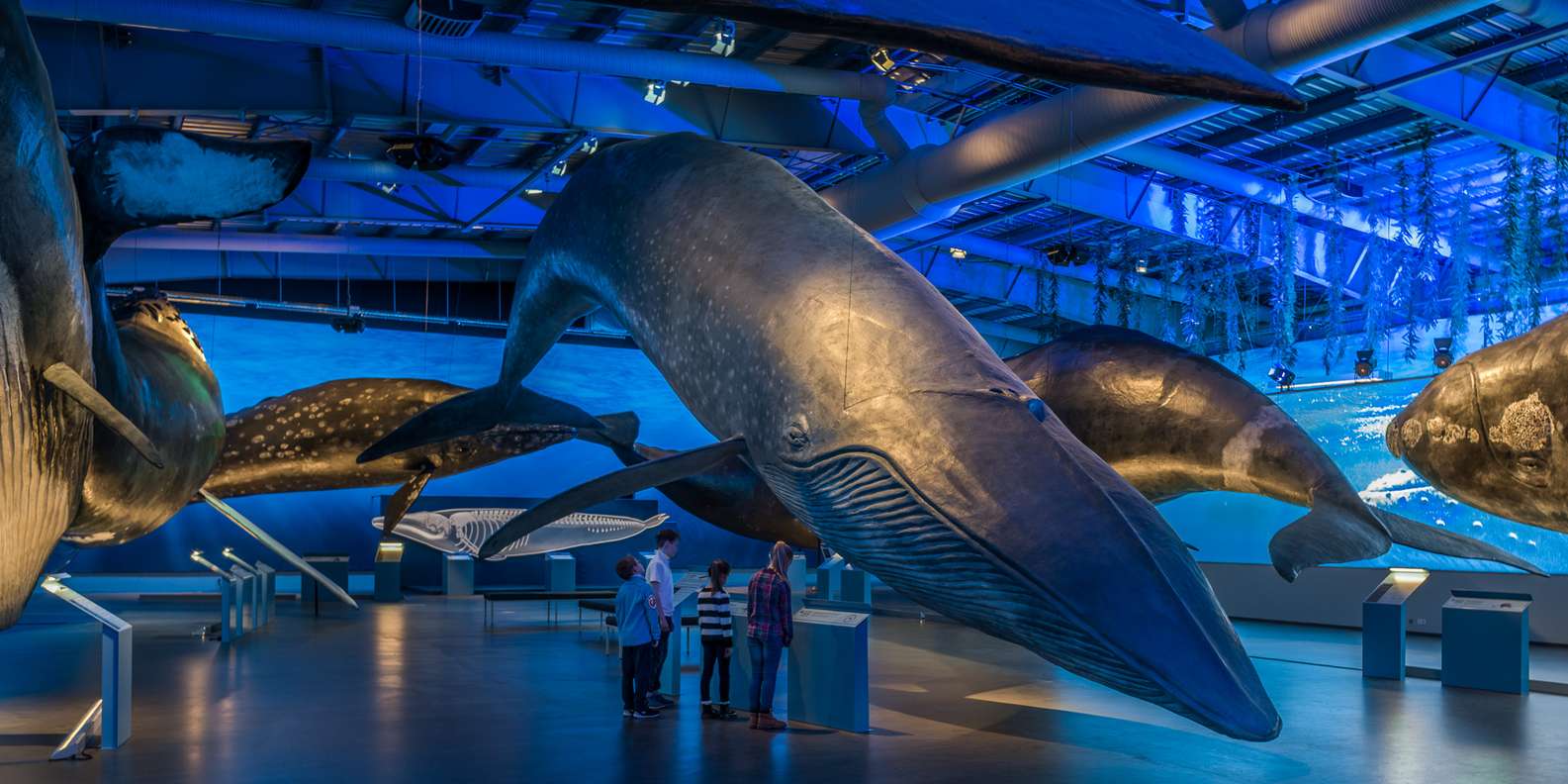 Reykjavik: boleto de entrada al Museo de Ballenas de Islandia |