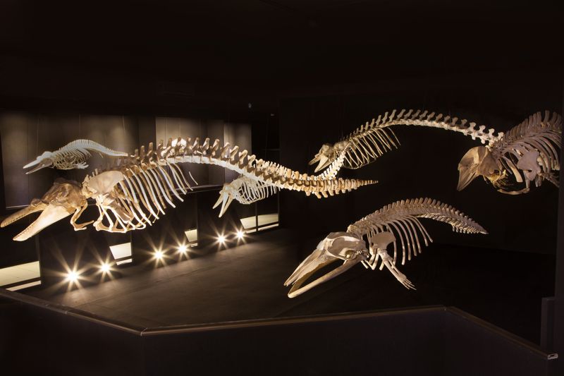 Museu Oceanogrrafés Passa Un atender Diariamiente - univali