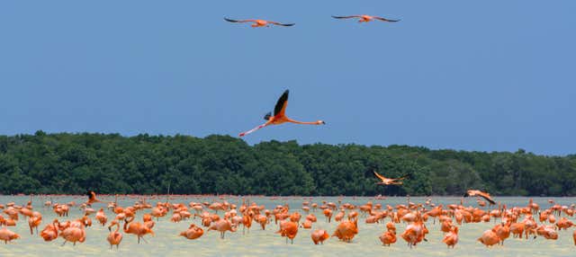 Excursión A Celestún desde Progreso Con Avistamiento de Flamencos