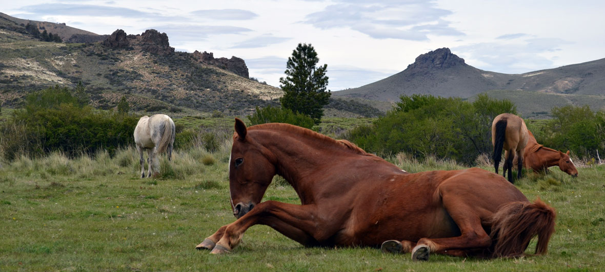 Cabalgata en Estancia San Ramón (Medio Día y Almuerzo ...