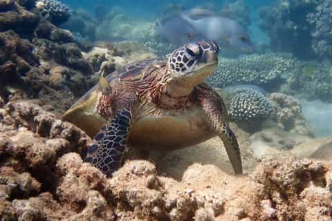 Mejores actividades y cosas que ver en costa de ningaloo en 2025 ...