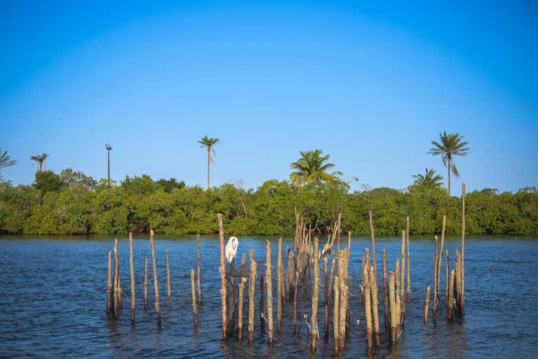 Paseo en Barco Por El Río de Contas Desde itacaré - Civitatis