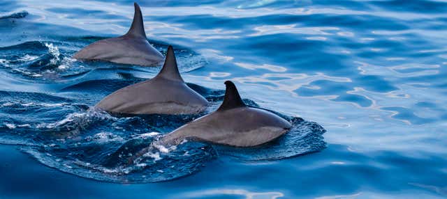 Paseo en Barco Por la Costa de Kona Con Avistamiento de Delfines ...
