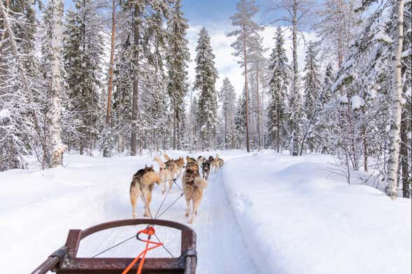 Paseo en Trineo de Perros Husky Por Rovaniemi - Civitatis.com