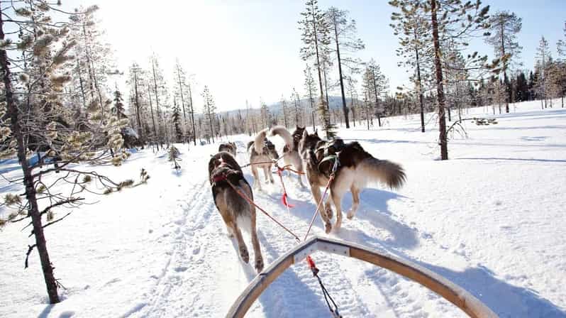 Rovaniemi: Paseo en Trineo Tirado por Huskies Con Trasslado al ...