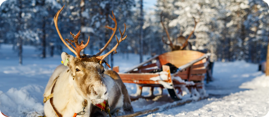 Vive la Magia de Laponia Esta Navidad