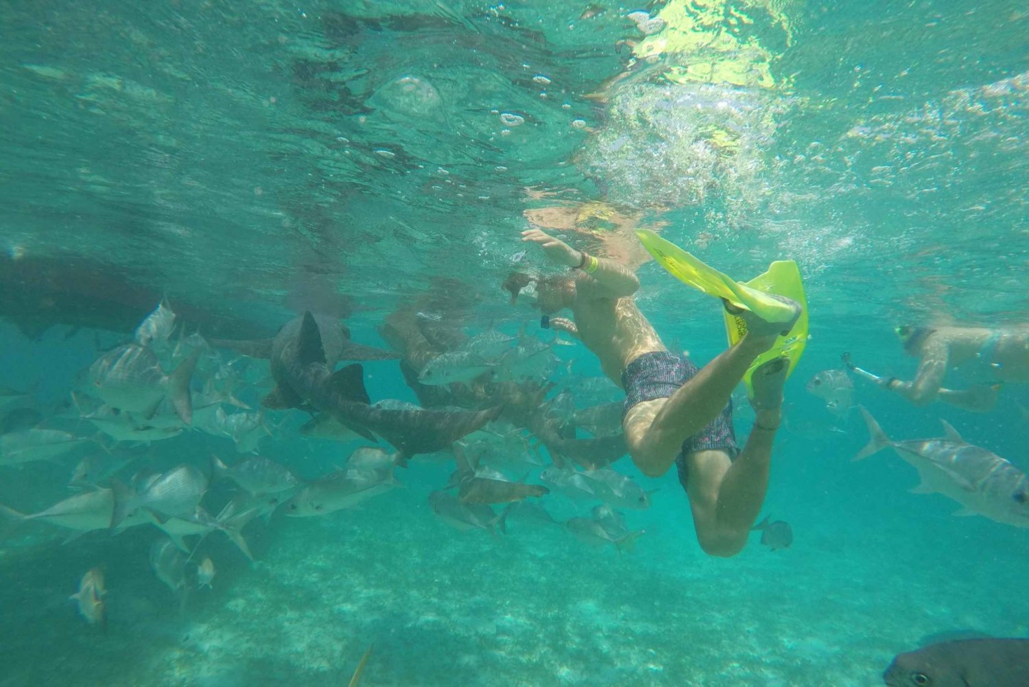 Caye Caulker: 7 Paradas para Bucear en la Barrera de Coral de ...