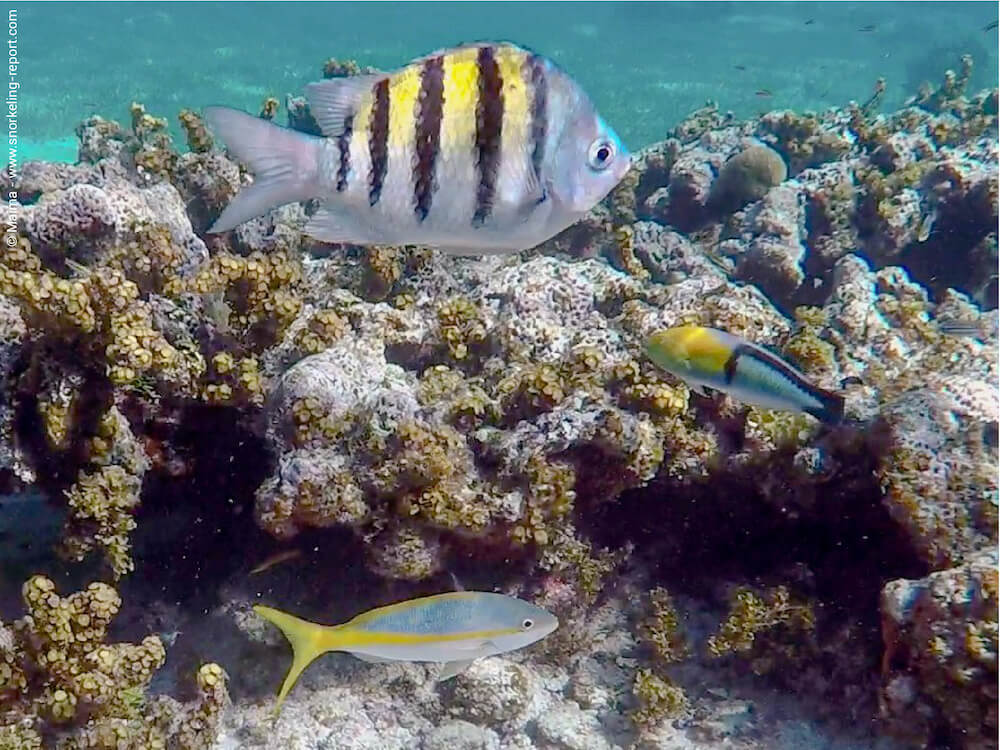 Snorkeling en Playa Santa Lucía |