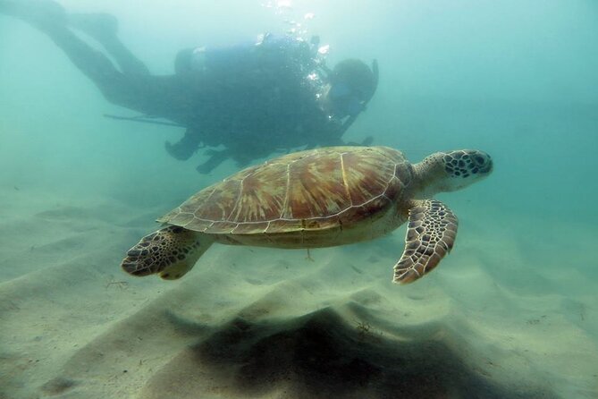 Parque Marino Escambón Descubra la gira de buceo en Grupo ...