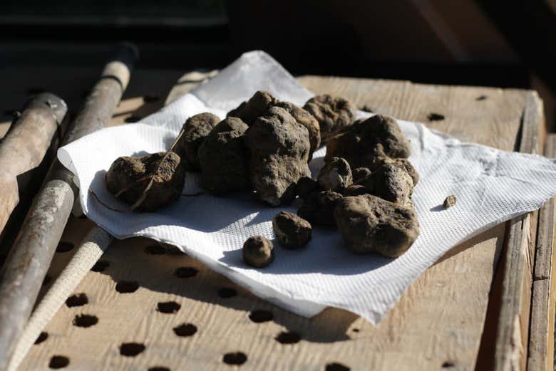 Tour de la Trufa por Monforte de Alba - Civitatis.com México