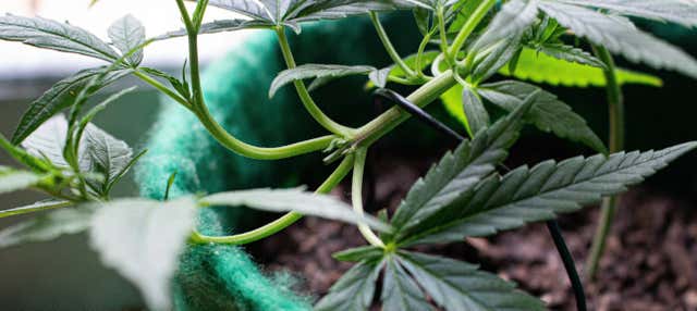 Tour del cannabis por bogotá - reserva en línea en civitatis.com