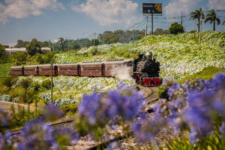 Tren Maria Fumaça + Visita a la Vinícola Aurora, Gramado
