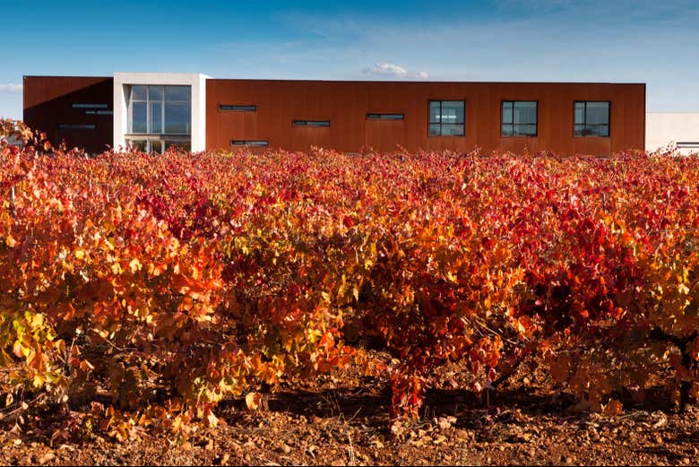 Visita a la Bodega Leyenda del Páramo, Valdevimbre - Civitatis