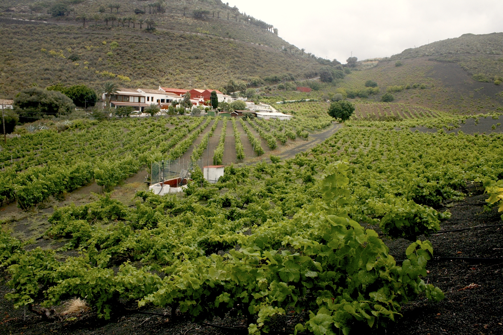 Bodega los Lirios: El Sabor Auténnico de Gran Canaria A Través del ...