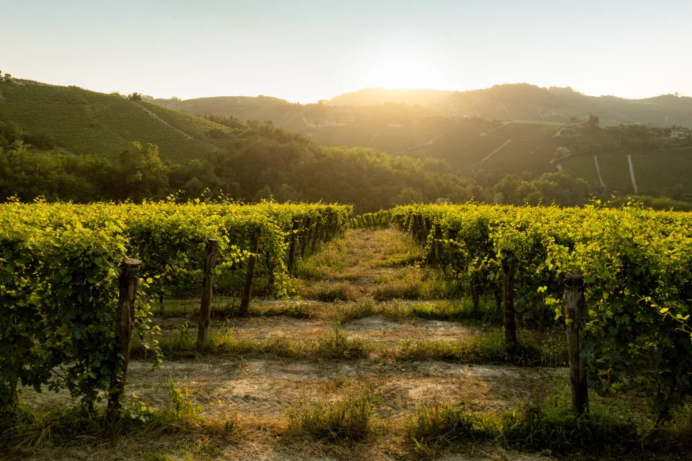 Degustacia de los Grandes Vinos de Las Langhe en Podere Gagliassi
