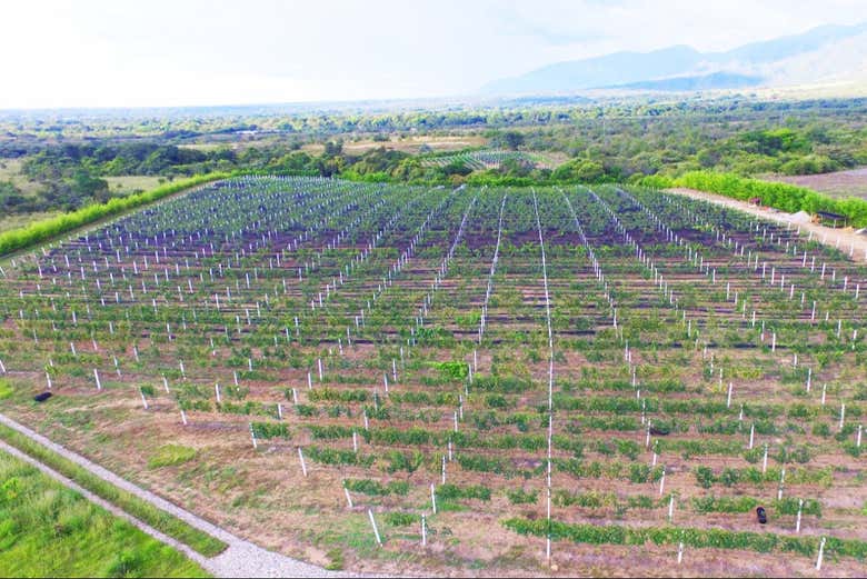 Visita a la Bodega y Cervecería Casa Bohemia, Neiva - Civitatis