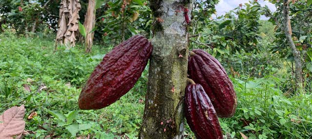 Visita a la Finca de Cacao El Turpial Feliz Desde Pereira