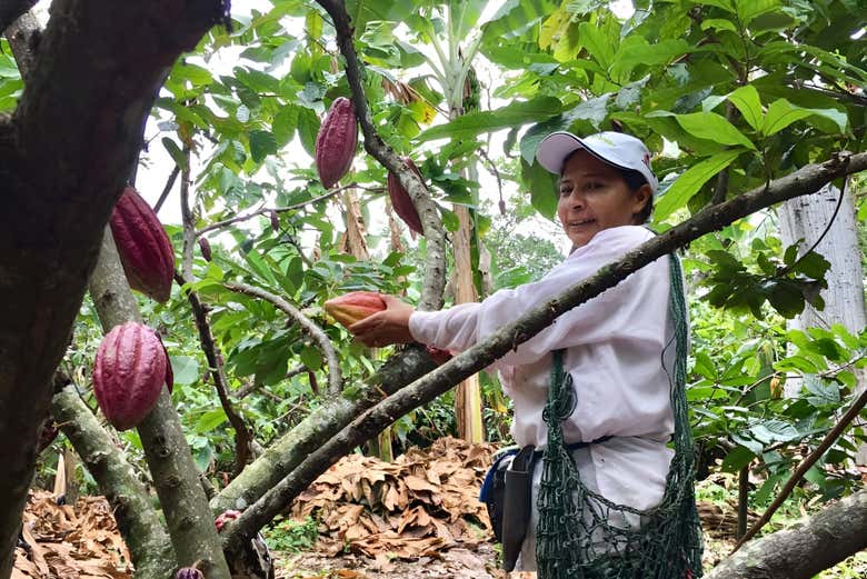 Visita a la Finca de Cacao Villa Stefany Desde Neiva - Civitatis
