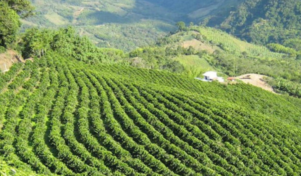 Descubre Pitalito, Huila: La Joya Cafetera de Colombia - Soy ...