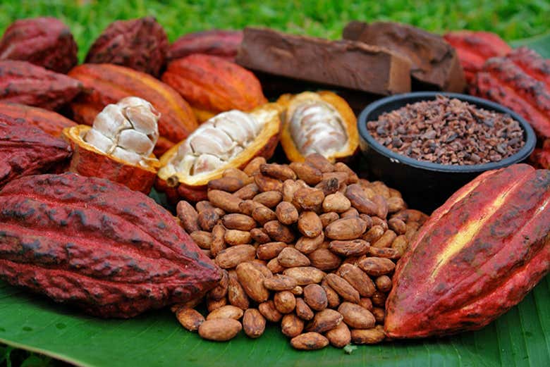 Visita una Finca de Cacao en Maceo Desde Medellín - Civitatis